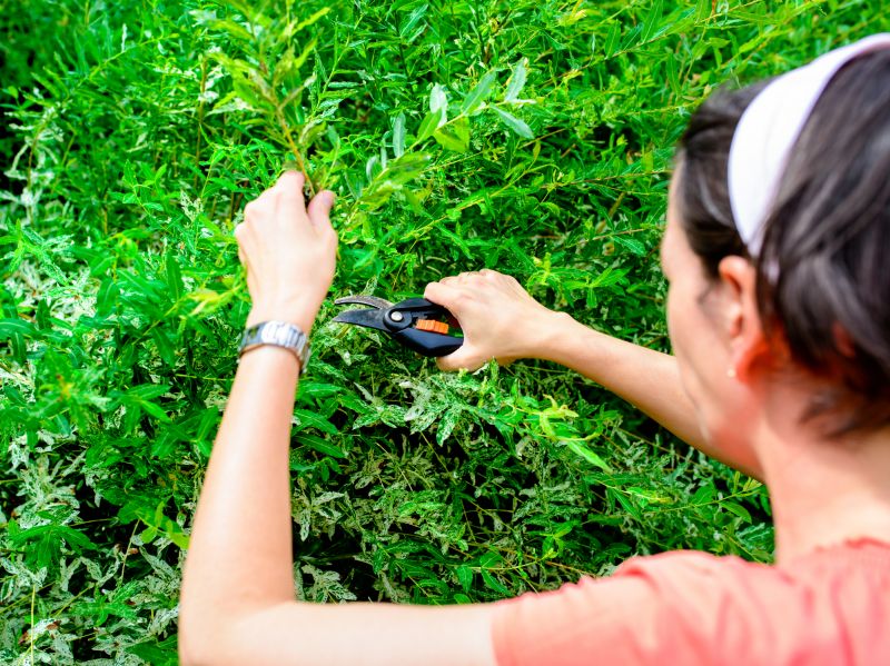 Willow Tree Trimming