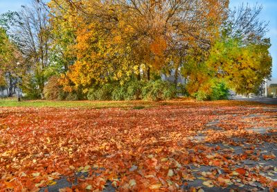 Benefits of Regular Leaf Removal