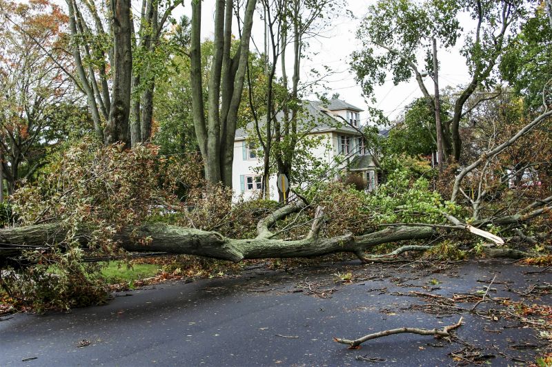 Storm Damage Tree Fallen