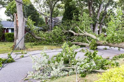 Fallen Tree on Commercial Site