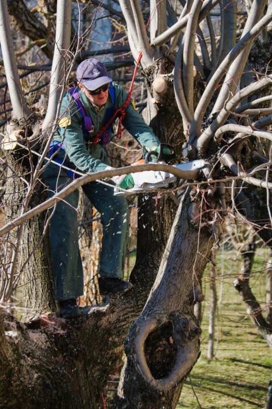 Arborist Pruning Techniques