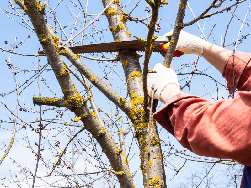 Tree Inspection and Care