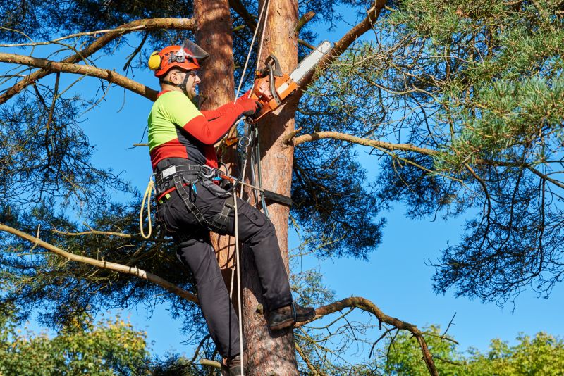 Arborist Equipment in Use