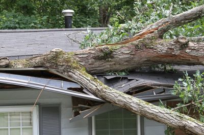 Storm Damage Tree Care