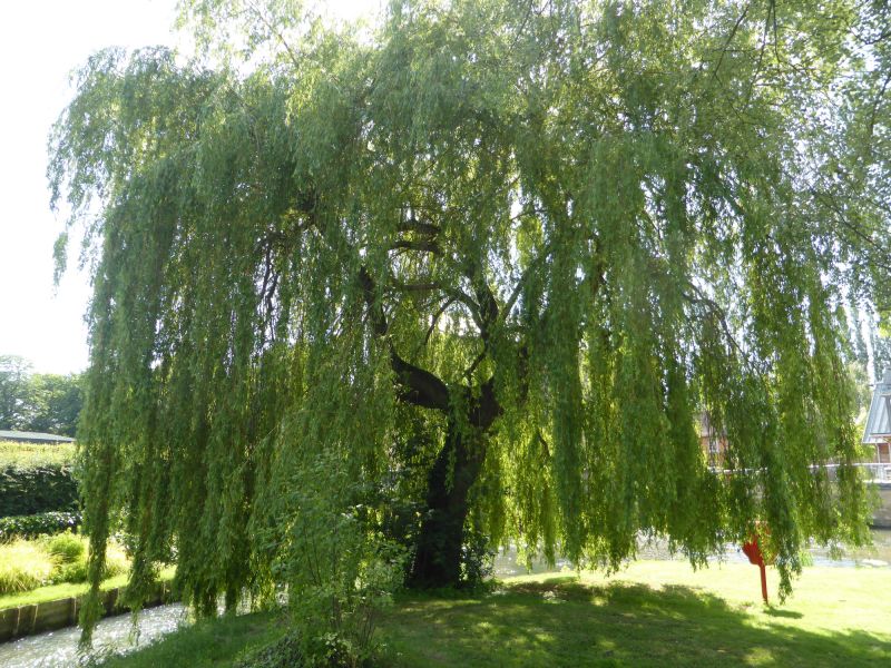 Willow Tree Trimming