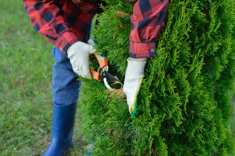 Willow Tree Trimming