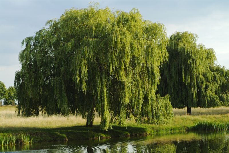 Willow Tree Trimming
